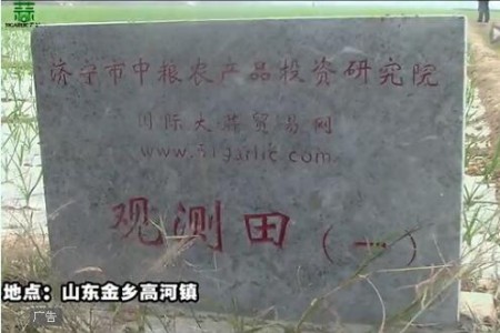 2015年金鄉(xiāng)觀測(cè)田新蒜長(zhǎng)勢(shì)記錄—“老石說(shuō)市”第十六期 (4602播放)