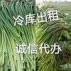 專業(yè)代收代儲存大蒜蒜苔