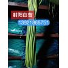 江蘇射陽(yáng)白冒手提苔開賣