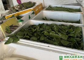 德州齊河：供應(yīng)充足 菜價(jià)回落 ()