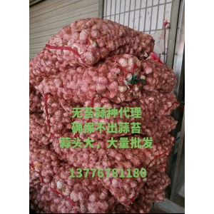 無苔蒜種進(jìn)入河北水災(zāi)