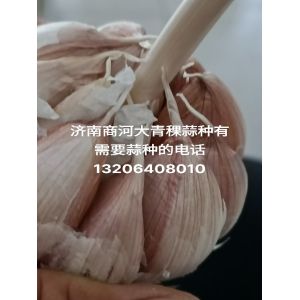 出售，濟南商河大青稞蒜種