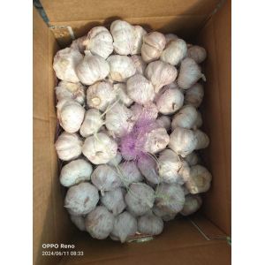 大蒜加工、出口 Garlic exporter