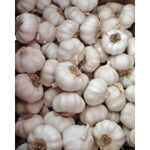 大蒜加工、出口 Garlic Exporter