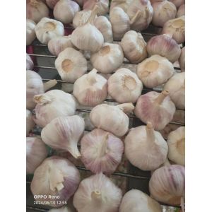 大蒜加工、出口 Garlic Exporter