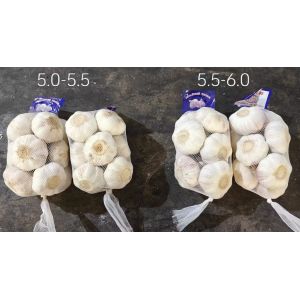 大蒜加工、出口 Garlic Exporter