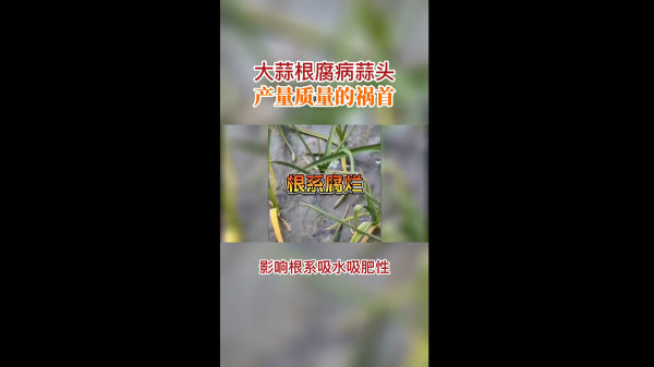 大蒜根腐病蒜頭產(chǎn)量質(zhì)量的禍?zhǔn)?(417播放)